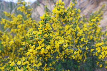 Fototapeta premium Vibrant Yellow Thorny Broom (Calicotome Villosa) Flowers Blooming on Spiny Wild Shrub