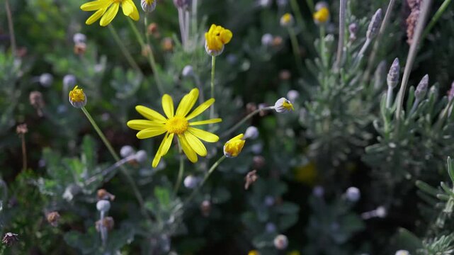 Euryops daisies are swaying in the wind