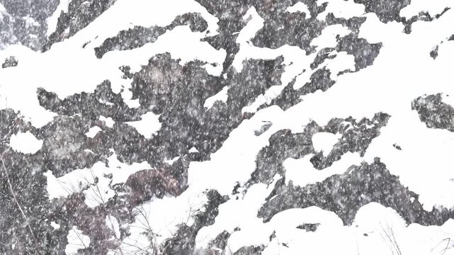 Under snowstorm, the Alpine ibex male on mountain wall (Capra ibex)