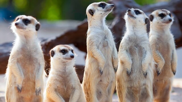 Meerkat Group  Wallpaper  Background