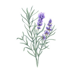 Fototapeta premium Watercolor lavender sprig illustration on isolated background. Purple flower with green leaf bouquet. Concept of organic nature, herbal medicine and spa aroma. Rosemary wildflower branches.