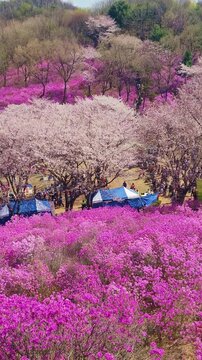 Cinematic vertical slow motion of people enjoying the pink azalea garden at Wonmisan.