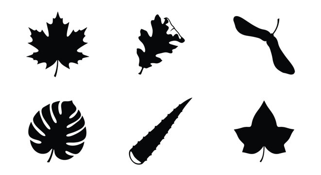 Black leaf silhouettes collection, set of 6 botanical vector elements, maple and oak foliage icons, tropical monstera and ivy leaf shapes for design