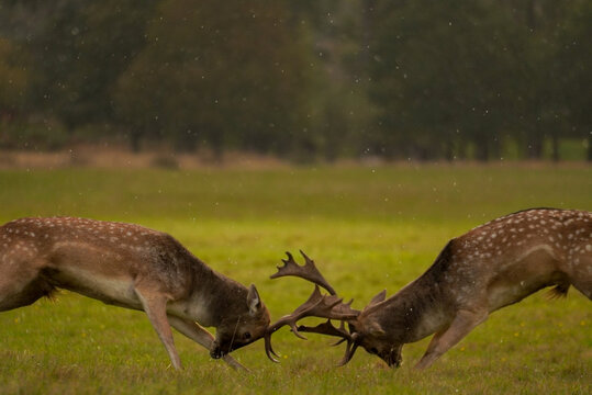 Fallow deer bucks battling in rain during rutting season, England