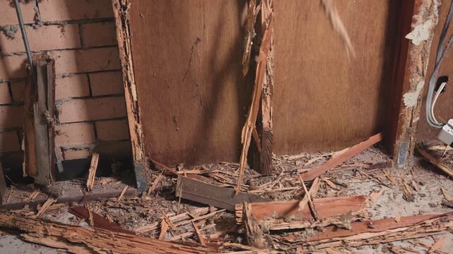 Easily ripping out a timber wall by hand that has been damaged by termites and white ants