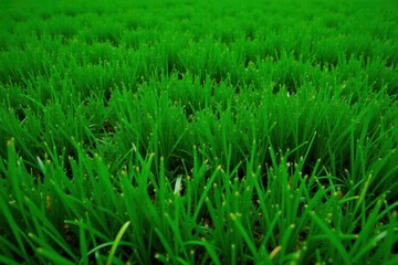 Fototapeta premium Deep emerald artificial grass, lush texture for outdoor settings, nature, outdoor setting