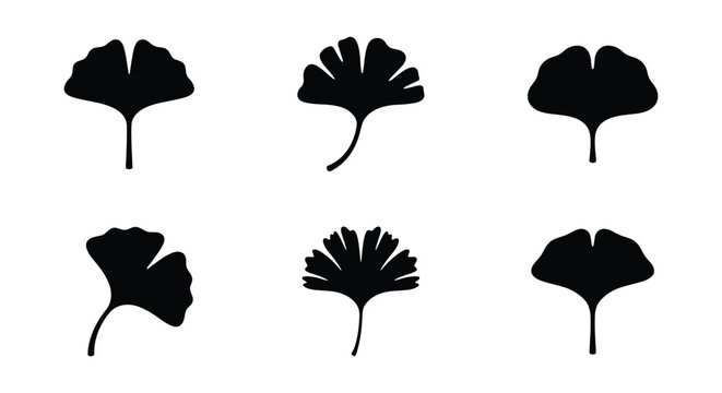Ginkgo biloba leaf silhouettes, set of 6 black botanical icons, minimalist japanese ginkgo foliage vector elements for logo design and branding