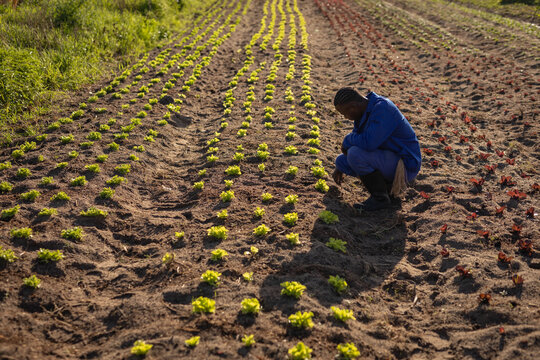 African American child crouching among crop rows tending plants in blue jacket boots, copy space
