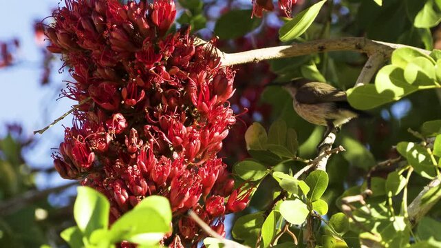 A female dusky sunbird stretches herself to reach a large red flower of the South African tree fuchsia from her branch. The bird hops a little further, tries again, and finally flies away.