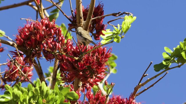 A female dusky sunbird dips her long beak repeatedly into the red blossoms of the South African tree fuchsia. Then the bird hops to a higher branch. Blue Sky in background.