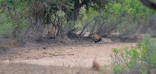 Löwe im Busch vom Krüger National Park - Kruger Nationalpark Südafrika © Natascha