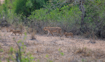 Afrikanische Tiere Löwin oder Löwe im Busch vom Krüger National Park - Kruger Nationalpark Südafrika © Natascha