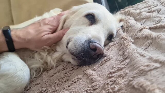 Footage shows a relaxed dog's face as its owner lovingly strokes it. The gentle touch of the hand and the dog's peaceful expression create a heartwarming moment full of trust, comfort, and affection.