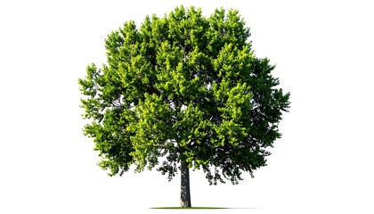 Fototapeta premium Digitally isolated deciduous tree, densely packed with vibrant green foliage, showcasing a sturdy trunk and hints of shadowed depth