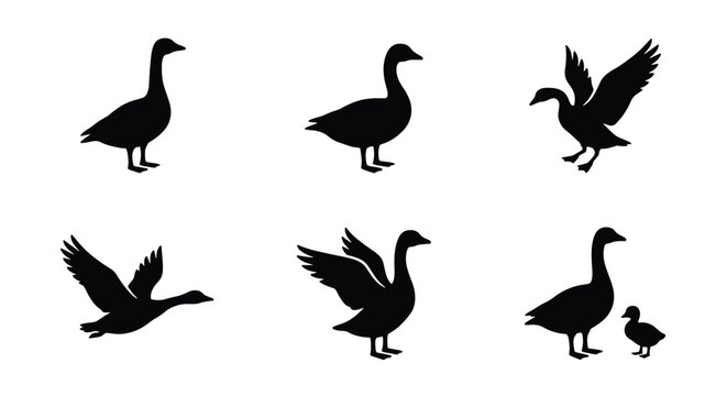 Goose silhouette vector set, black waterfowl bird icons in flying and standing poses, 6 wild geese and gosling elements for nature design