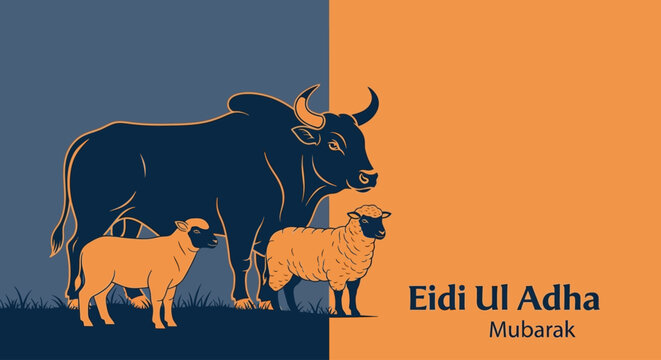 Eidi Ul Adha Mubarak with a bull and two sheep
