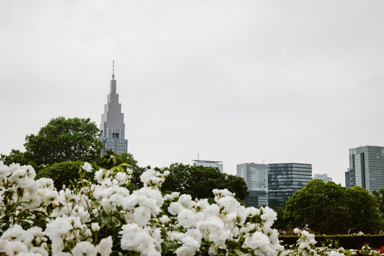 NTT Docomo Yoyogi Building, white blooming roses outdoor at daytime during summer at the Rose Beds in Shinjuku Gyoen National Garden in Tokyo city in Japan with space for text.