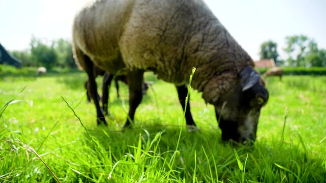 sheep in the meadow