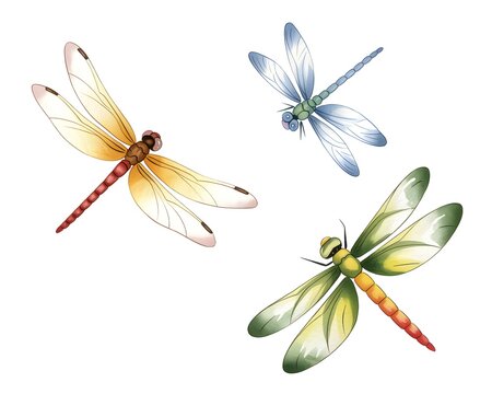 Three colorful dragonflies with detailed wings and slender bodies flying in different directions isolated on a white background