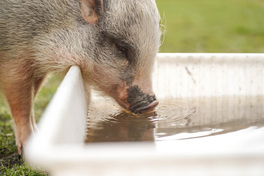 Cute pet pig drinking water in sunlight close up enjoying peaceful rural life