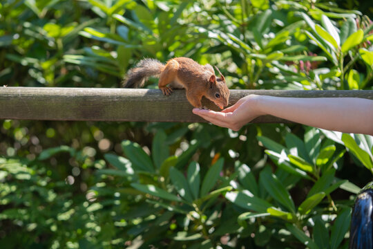 squirrel eating from hand on wooden trail