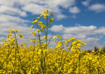 Obraz premium Rapeseed flower canola colza Brassica Napus yellow