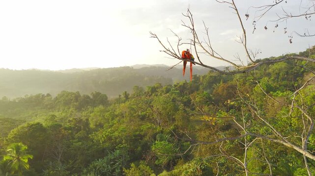 Two scarlet macaws sitting side by side on a branch at sunrise grooming each other in tropical rainforest, Costa Rica
