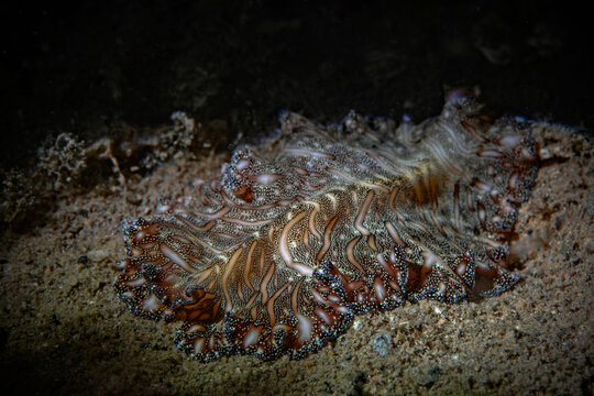 Persian Carpet Flatworm - Pseudobiceros bedfordi - Perserteppich Strudelwurm