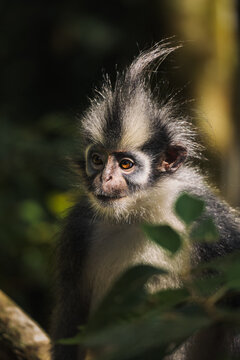 Thomas Langur im Regenwald von Sumatra, Indonesien