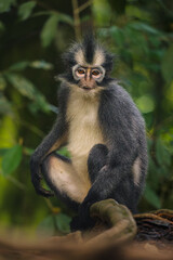 Fototapeta premium Thomas Langur im Regenwald von Sumatra, Indonesien
