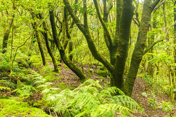 Lush and damp Laurel forest on the island of Madeira, Portugal.  © Chris