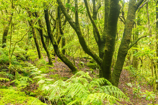 Lush and damp Laurel forest on the island of Madeira, Portugal. 