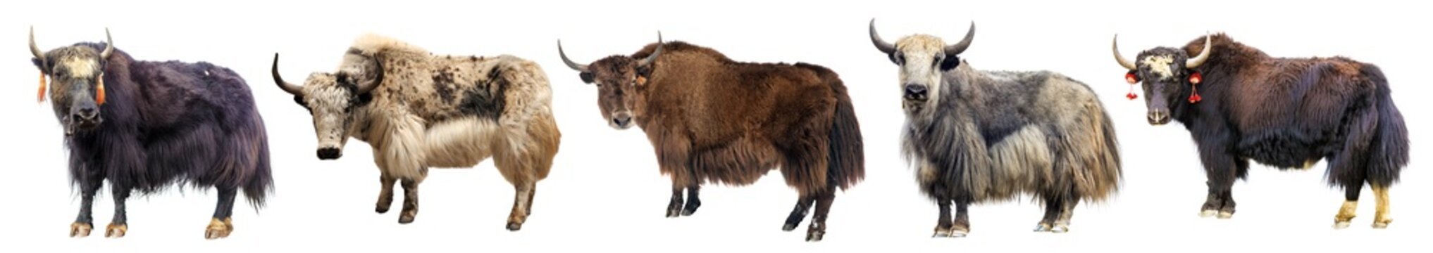 Yak five different yaks isolated Bos mutus grunniens