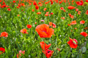 Obraz premium Vibrant red poppy field under a dramatic stormy sky, beautiful rural landscape at summer