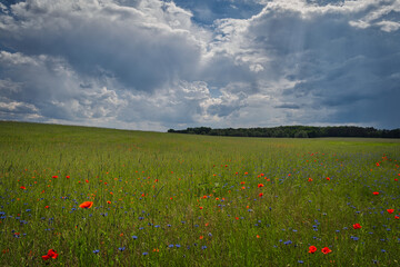 Naklejka premium Vibrant red poppy field under a dramatic stormy sky, beautiful rural landscape at summer