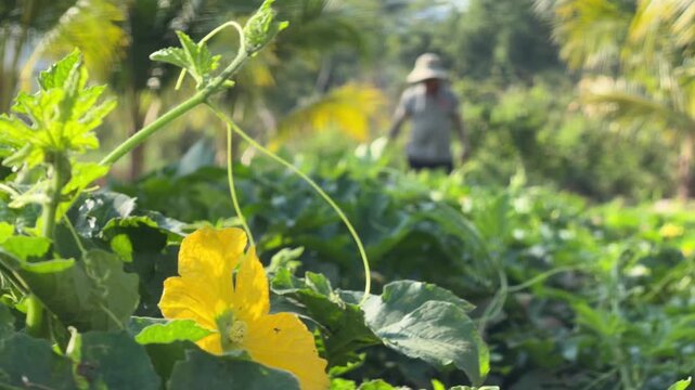 A farmer examines growing cucumbers along cultivated garden beds arranged in plantation rows within dense vegetation in a tropical farming environment. Agriculture work.