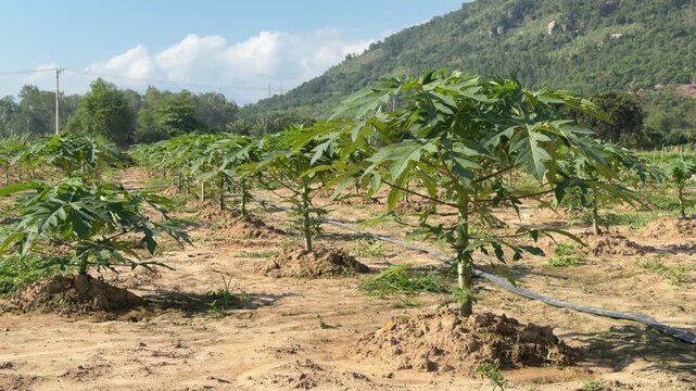 Young papaya trees grow in straight plantation rows across a cultivated tropical agricultural field surrounded by vegetation and distant hills. Tropical crops.