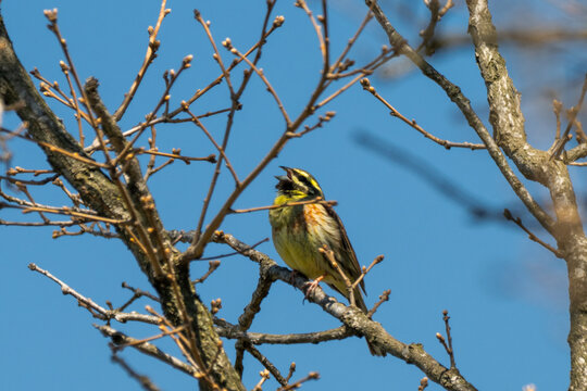 a male cirl bunting (emberiza cirlus) with its beak open in song, perched on a budding tree branch against a clear blue sky in bulgaria.