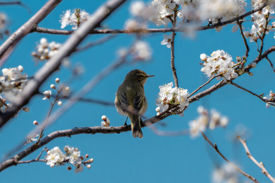 a common chiffchaff (phylloscopus collybita) perched on a dark branch amidst white spring blossoms, set against a vibrant blue sky in bulgaria.