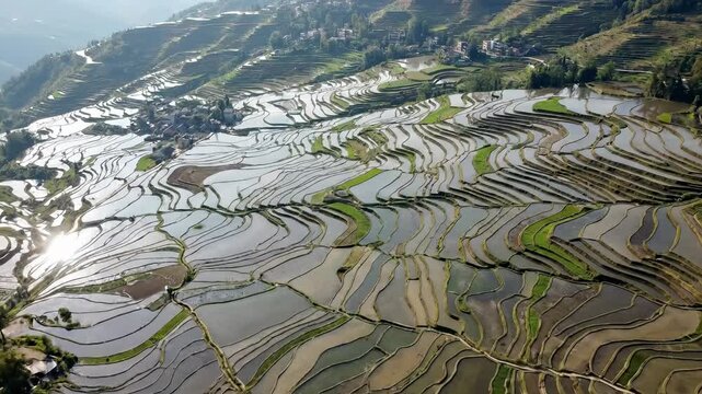 Yuanyang Hani Rice Terraces with Sun Reflections, Yunnan, China