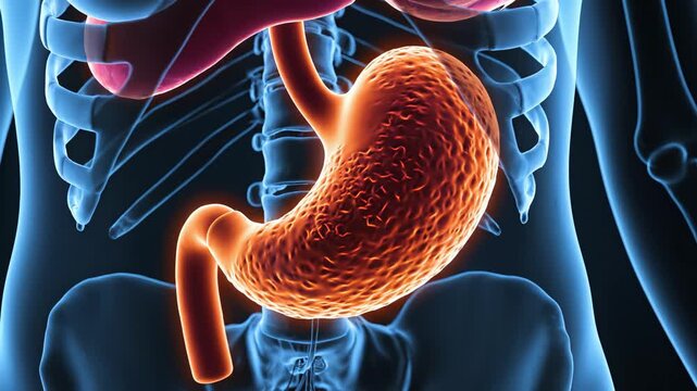 Human digestive system anatomy for tech concepts, digital marketing, and futuristic projects