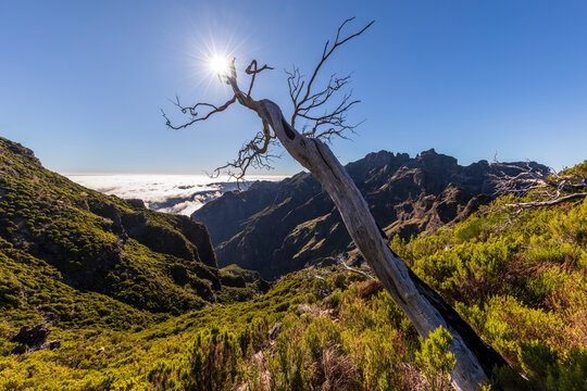 Dead tree on mountain hike to Pico Ruivo Madeira under bright sunlight