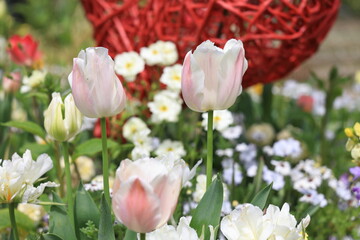 Fototapeta premium 花