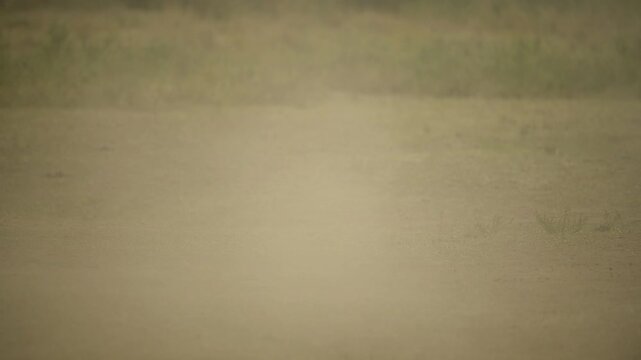 herd of wildebeest in the African Savannah.