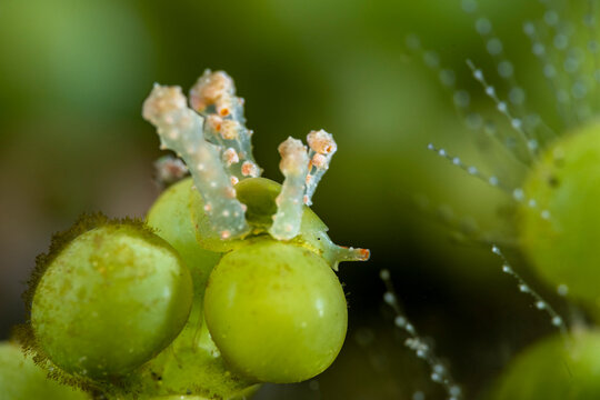 Macro view of Lobiger sea slug underwater in Lembeh Strait Indonesia