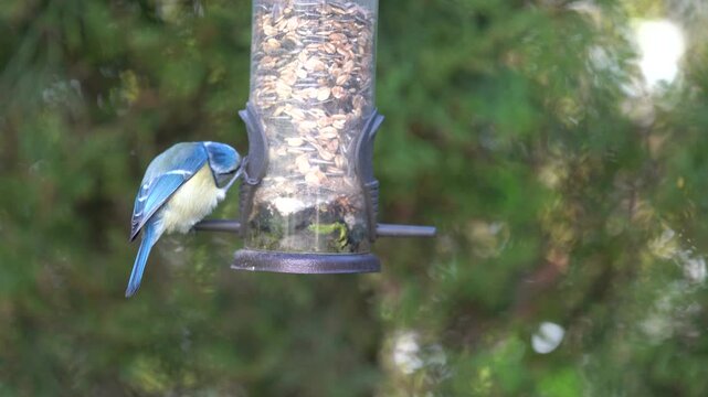 blue tits in the garden