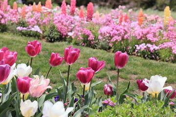 Fototapeta premium 花