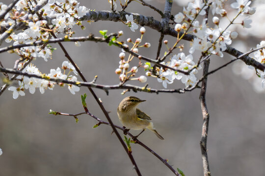 a common chiffchaff (phylloscopus collybita) perched on a thin branch, looking back over its shoulder beneath a canopy of white spring blossoms in bulgaria.