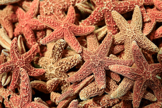 Starfish Cluster Background with Natural Coastal Texture Pattern