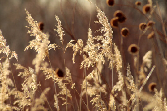 Sunlit Dry Grass with Seed Heads Soft Natural Background Texture